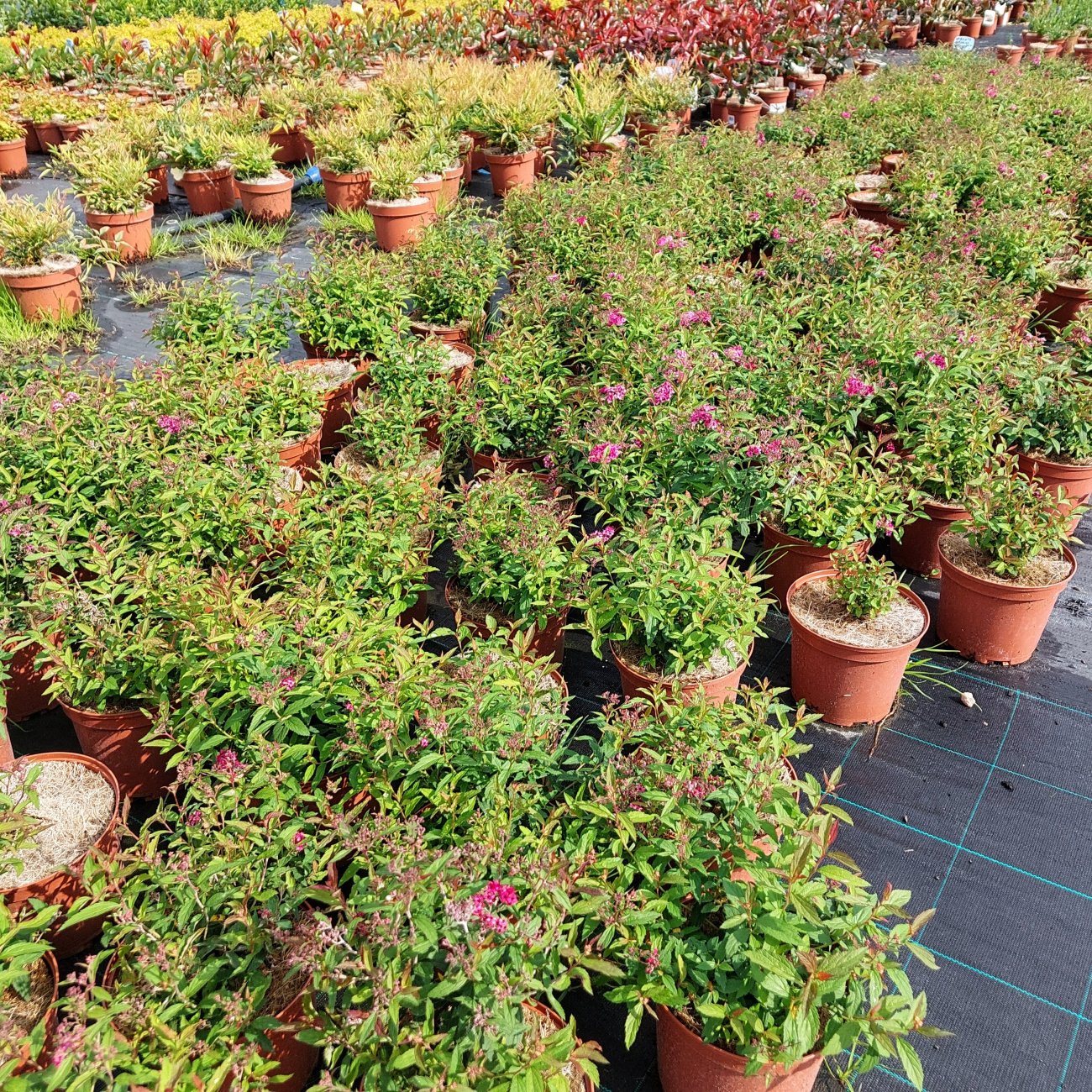 Obrázok Tavoľník japonský (Spiraea japonica) ´ANTHONY WATERER´ - výška 10-20 cm ⌀ 10-20 cm, kont. C2L